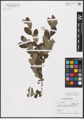 Foto von Salix aurita L. x Salix myrtilloides L.